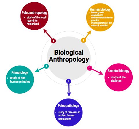 Biological Anthropology Subfields | Biological Anthropology, Anthropology,  Study Motivation Video