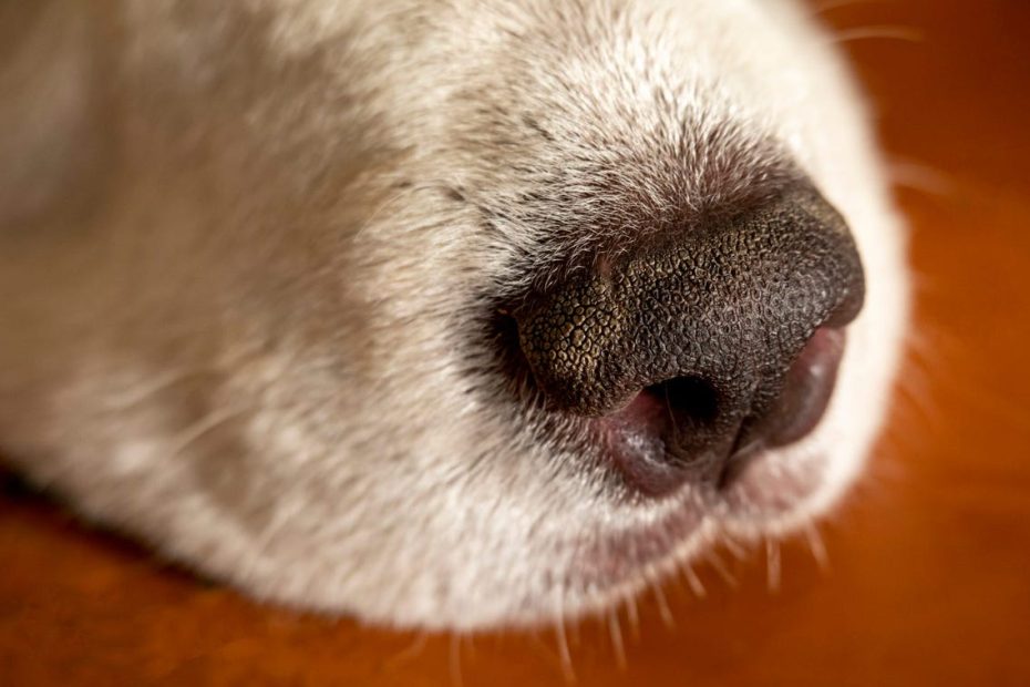 Why Is My Dog'S Nose Dry? 6 Causes