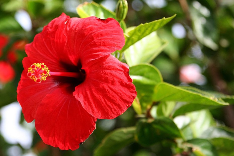 Hibiscus Rosa-Sinensis - Wikipedia