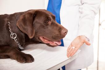 Aspirin Dosage For Dogs | Lovetoknow Pets
