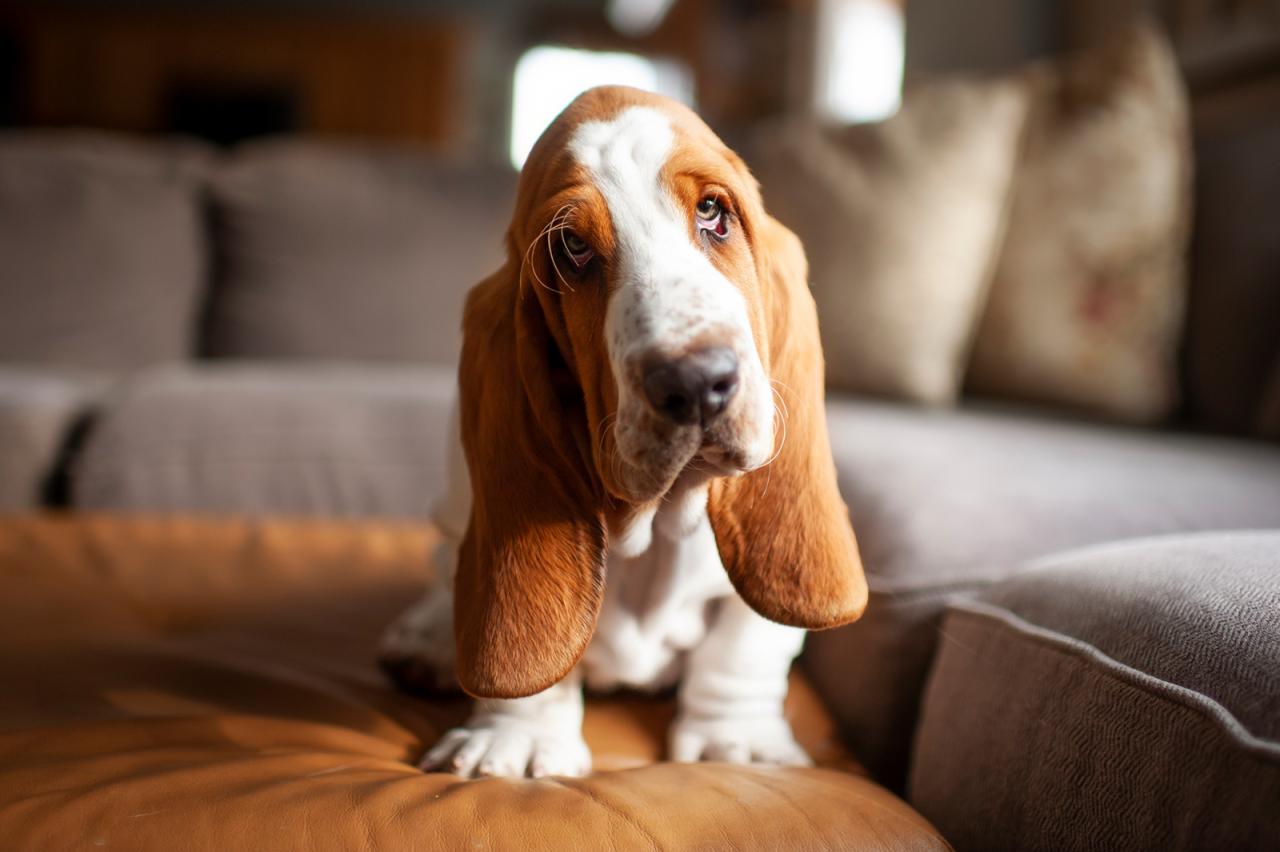 Basset Hound 101 (Everything You Need To Know) | Lovetoknow Pets