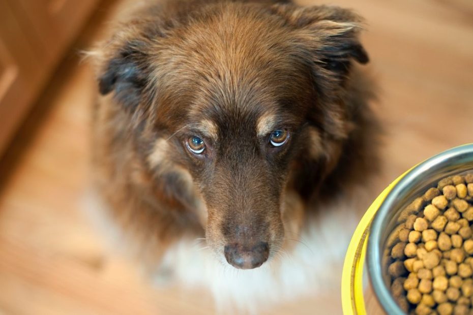 Does Dog Food Expire? How To Keep Your Furkid'S Food Fresh | Petsradar