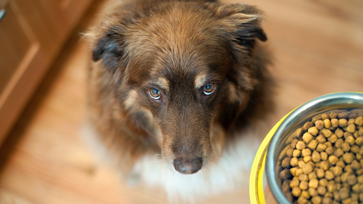 Does Dog Food Expire? How To Keep Your Furkid'S Food Fresh | Petsradar
