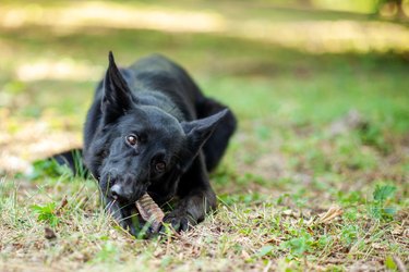What Should I Do If My Dog Eats Chapstick? | Cuteness