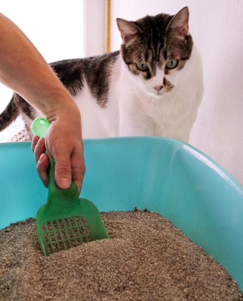 What To Do When A Cat Stops Covering Its Poop