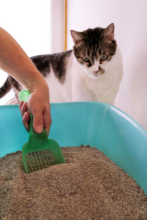 What To Do When A Cat Stops Covering Its Poop