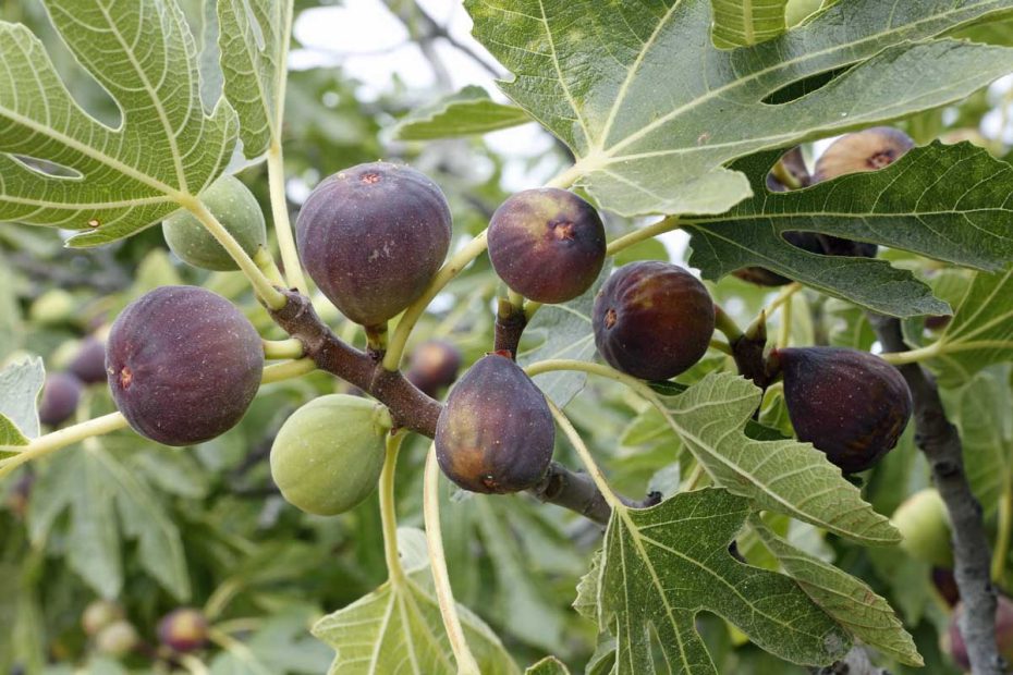 7 Of The Best Cold Hardy Fig Trees | Gardener'S Path