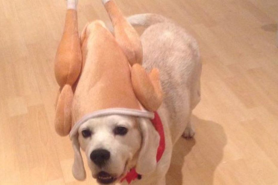 Rspca Says We Shouldn'T Be Dressing Up Our Dogs In Costumes This Christmas  - Bbc News