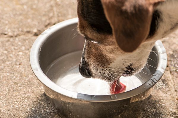 How Much Water Should A Dog Drink A Day?