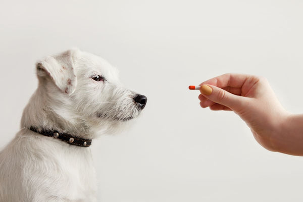 Is Imodium Safe For Dogs? When To Use Meds To Treat Dog Diarrhea – The  Native Pet