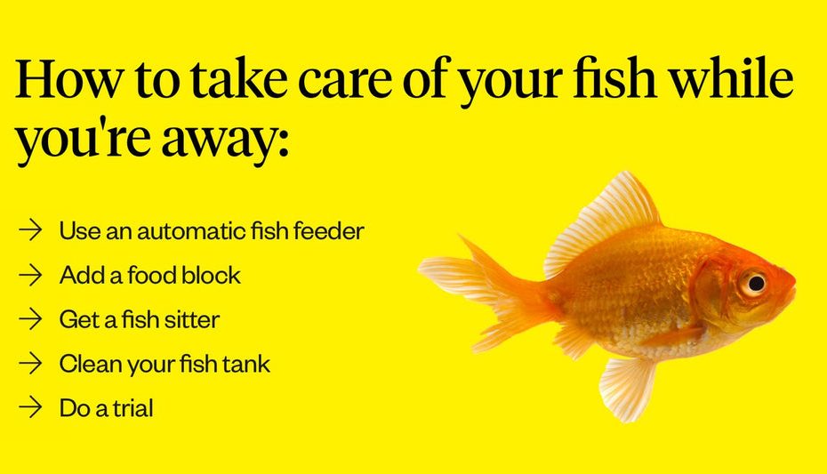 How Long Can Fish Go Without Food | Dutch