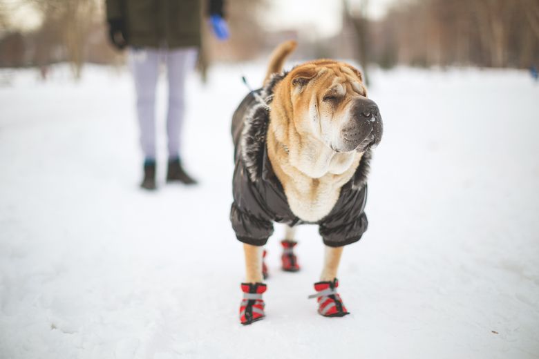 Do Dogs Need Coats In The Winter? 7 Myths And Facts