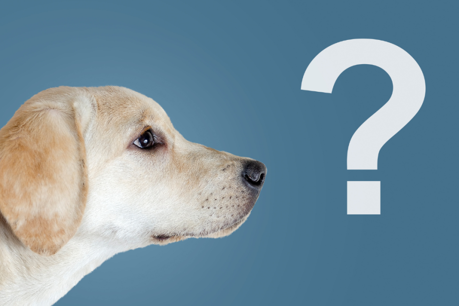Is It True That Dogs Have A Sixth Sense?