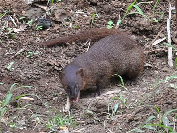 Javan Mongoose - Wikipedia