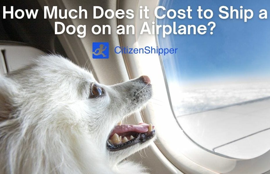 How Much Does It Cost To Ship A Dog On An Airline?