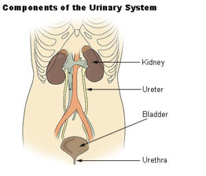 Excretory System: Organs, Functions, Videos With Questions