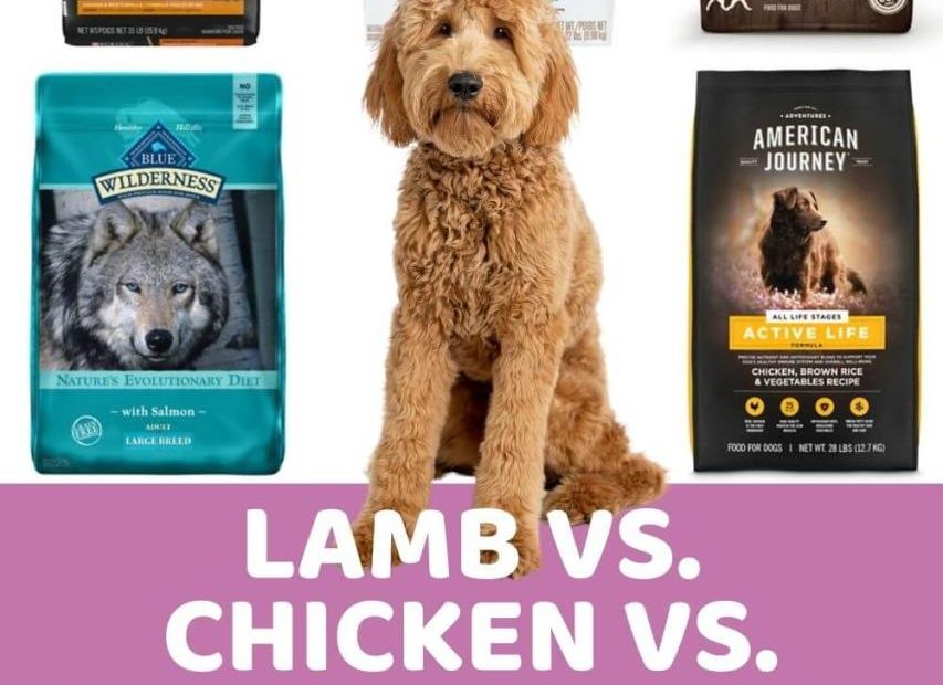 Lamb Vs Chicken Vs Salmon In Dog Food: Is Lamb Good For Dogs? - Doodle Doods