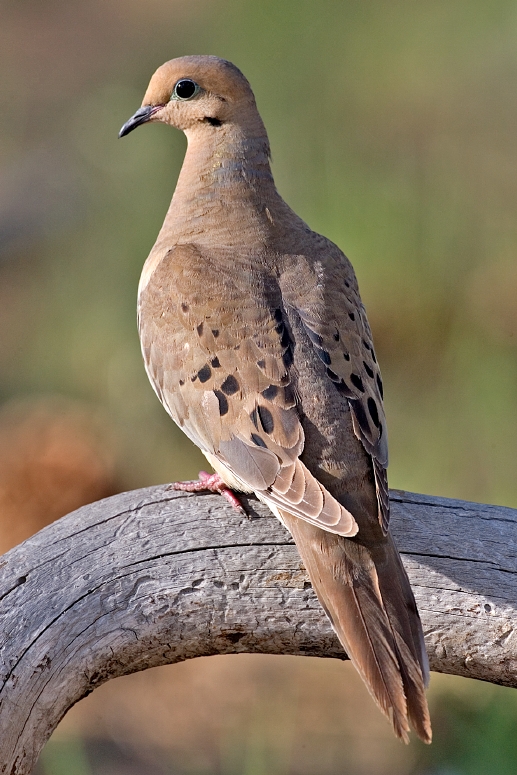 Mourning Dove - Wikipedia