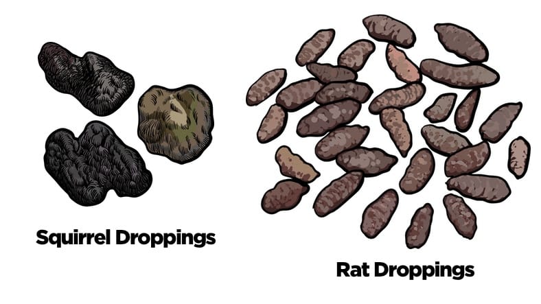 Are Squirrel Droppings Dangerous? What You Need To Know About Squirrel Poop  - Squirrelcontrol.Ca
