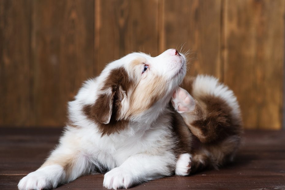 How To Relieve Your Dog'S Itchy Skin · The Wildest