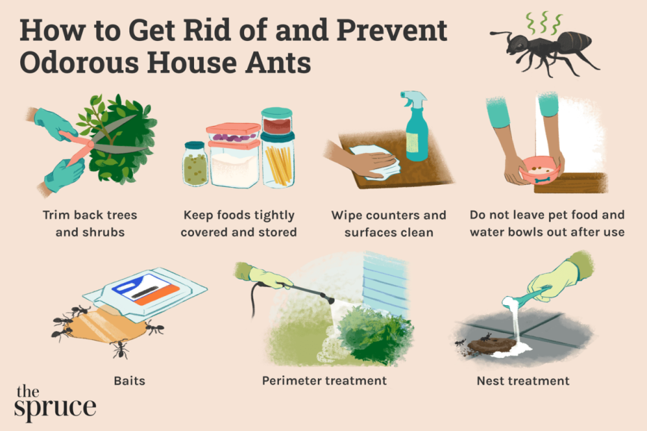 How To Get Rid Of Odorous House Ants