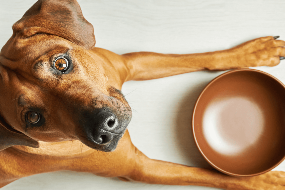 10 Common People Foods That Can Kill Your Dog - Pethelpful