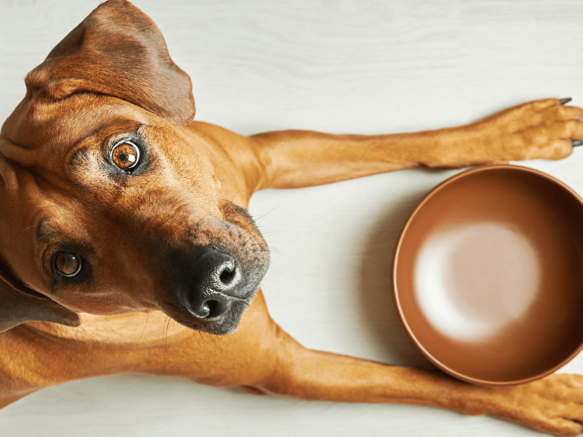 10 Common People Foods That Can Kill Your Dog - Pethelpful