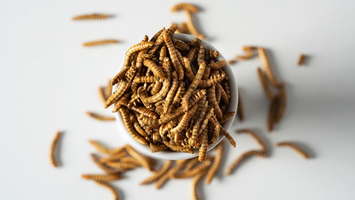 6 Bugs You Can Eat (And Their Health Benefits)