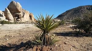 List Of Desert Plants - Elephant Tree, Organ Pipe Cactus, Desert Marigold