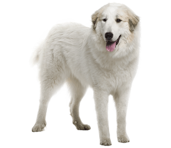 Great Pyrenees | Dog Breed Facts And Information - Wag! Dog Walking