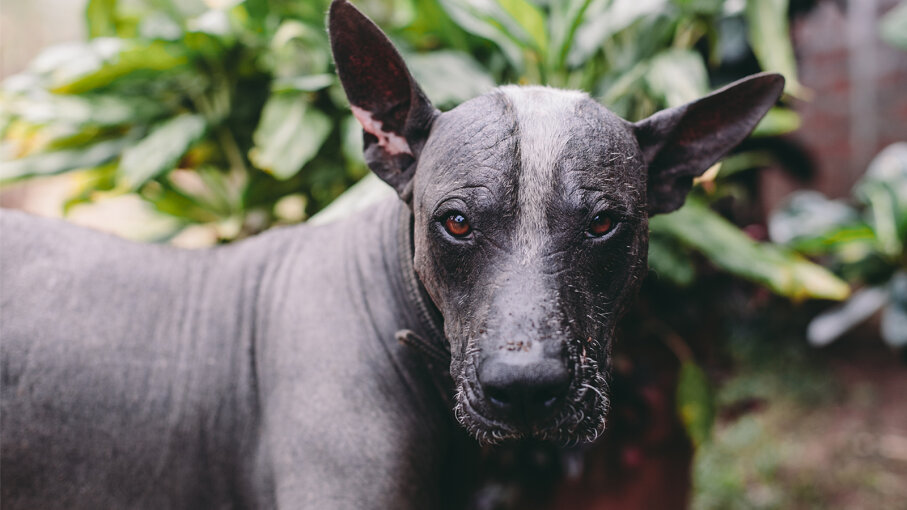 Xoloitzcuintli: The Mexican Hairless Dog, Ancient Guide To The Underworld |  Institute Of Spanish Studies India A Premier Spanish Language Institute