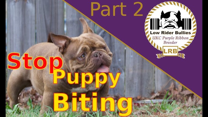 Stop Your Puppy From Biting - Part 1 (American Bully) - Youtube