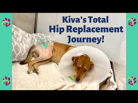 Dog Total Hip Replacement THR Cost & Recovery