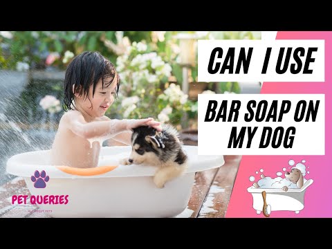 Can i use bar soap on my Dog? | Can I use human soap on my dogs? |