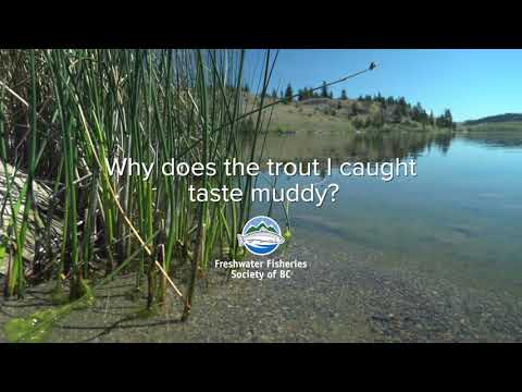 Fly Fishing FAQ: Why does the trout I caught taste muddy? | GoFishBC