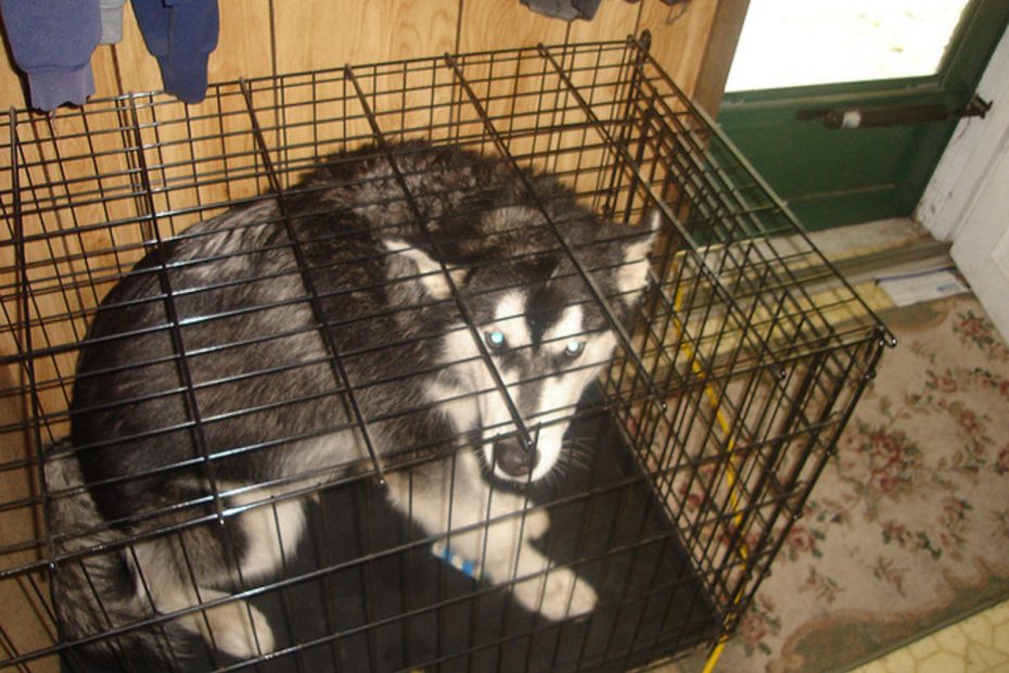 Why Confining A Dog To A Crate Is Wrong - Pethelpful