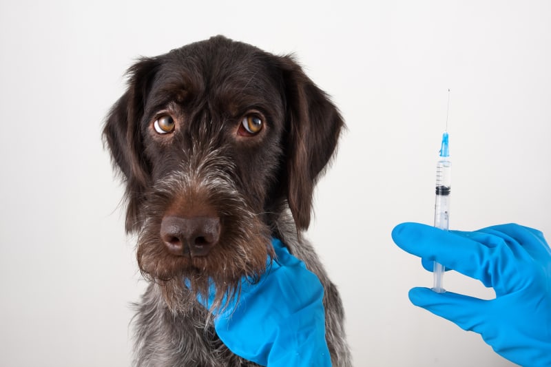 Vaccine Reactions In Dogs | Perry Vets