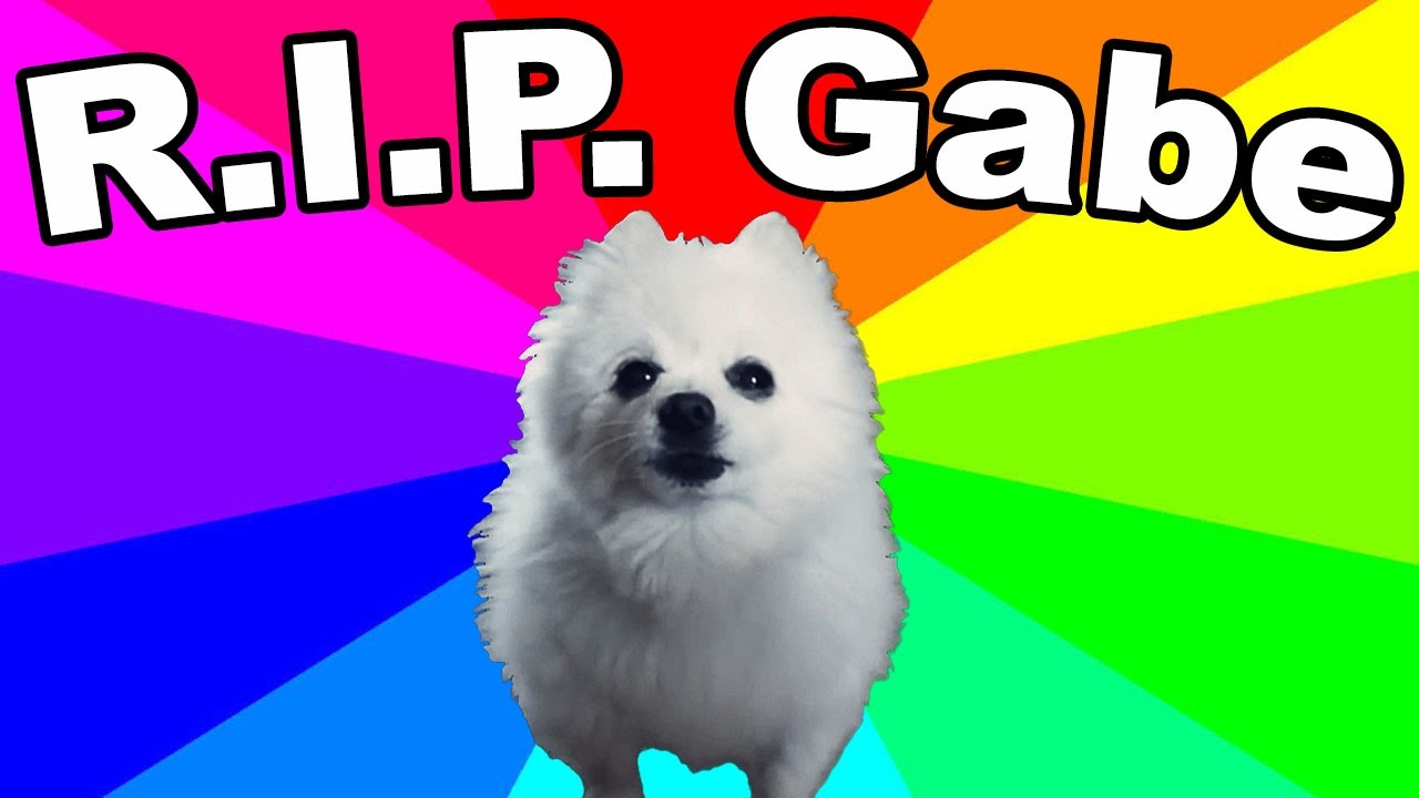 Gabe The Dog Died! Remembering The Bork King (Thoughts And Tribute) -  Youtube