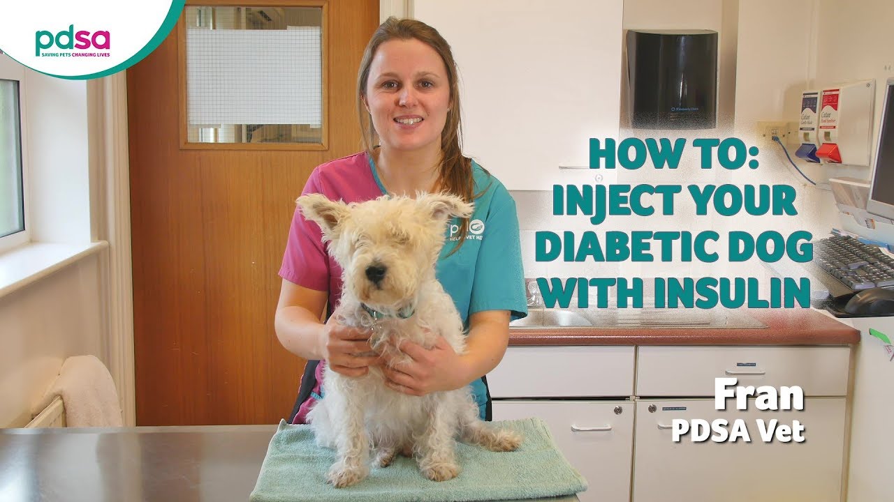 Diabetes In Dogs - Pdsa