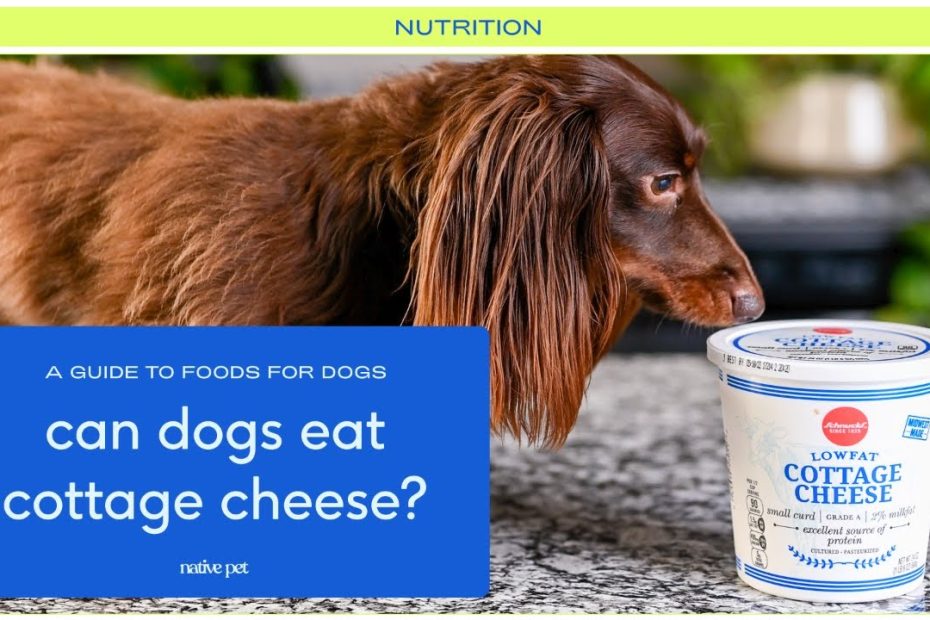 Is Cottage Cheese Good For Dogs? Can Dogs Eat Cottage Cheese? – The Native  Pet