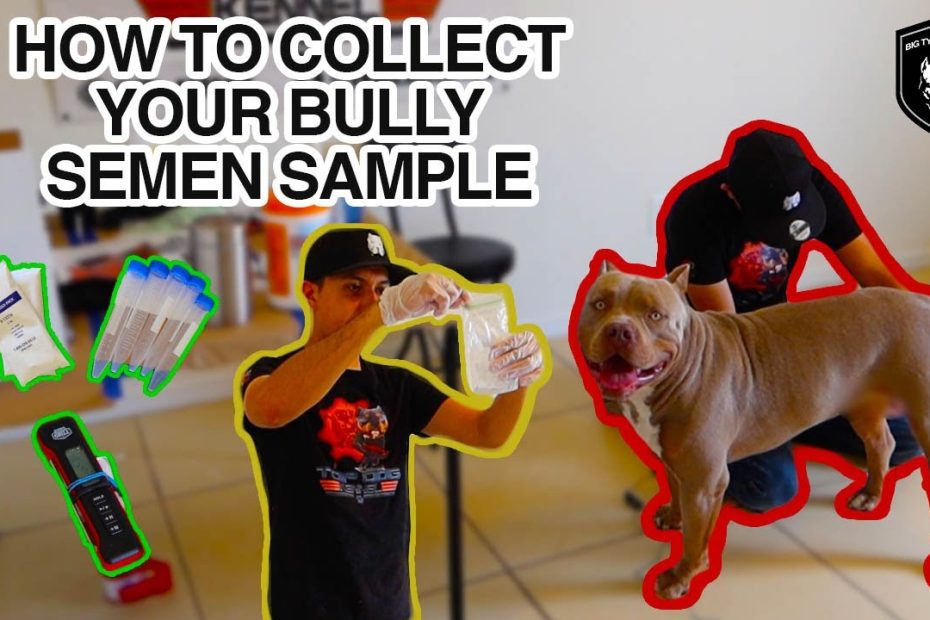 How To Collect American Bully Semen Sample | Big Tyme Tutorialz - Youtube