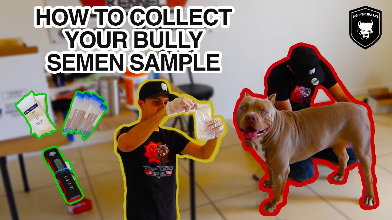 How To Collect American Bully Semen Sample | Big Tyme Tutorialz - Youtube