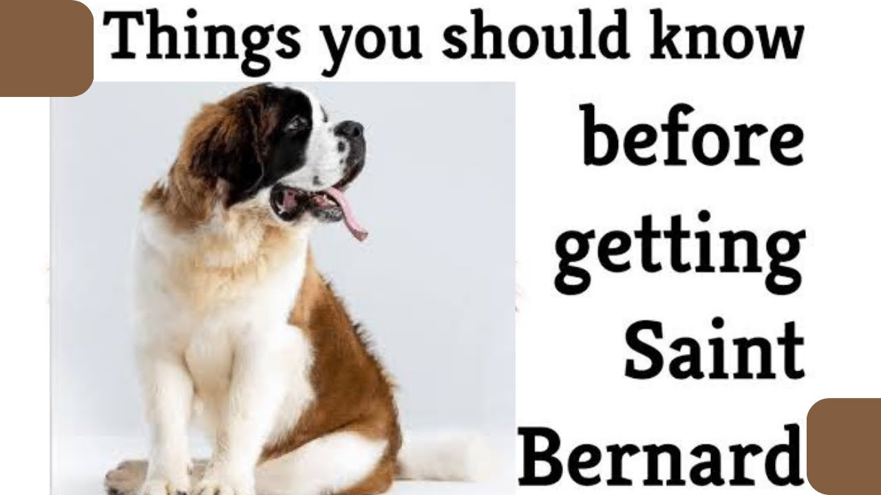 Facts About Saint Bernard Dog Breed 🤔 - Youtube