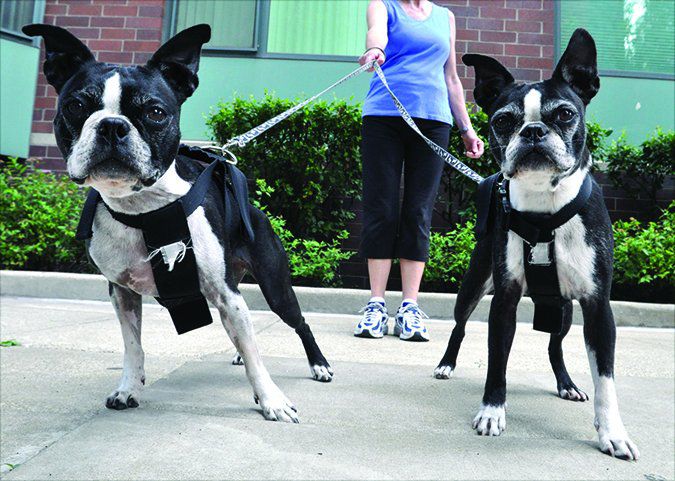 Problems Associated With Adopting Two Puppies At The Same Time - Whole Dog  Journal