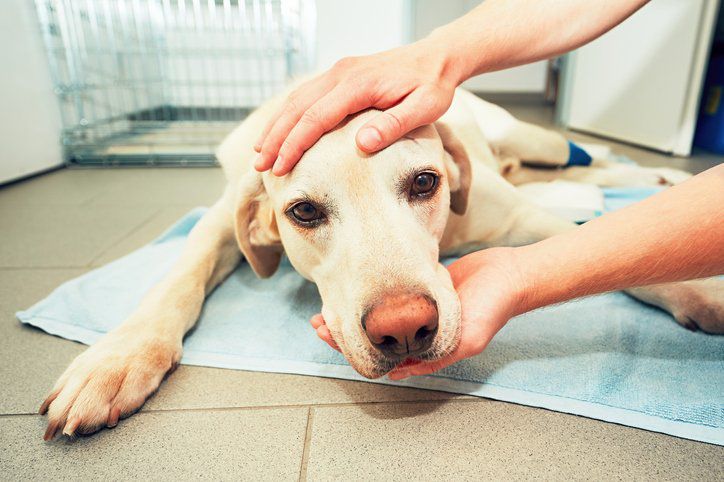 Mast Cell Tumors In Dogs: Is It Always Cancer? - Whole Dog Journal