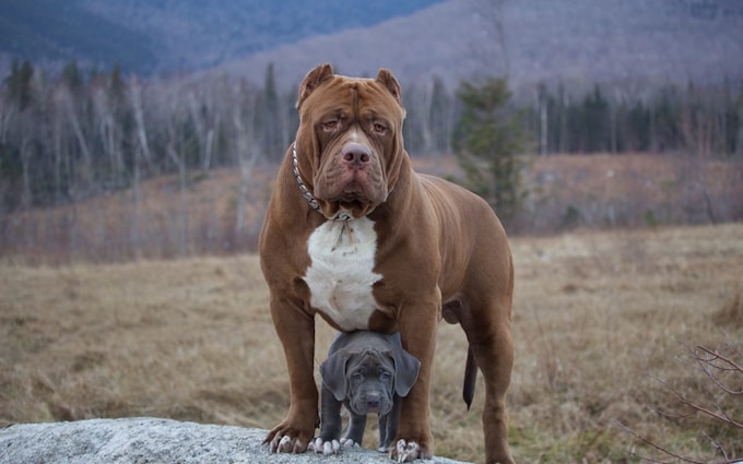 World'S Largest Pitbull Has Puppies Which Could Be Worth 0,000 Each