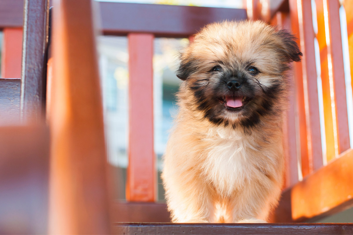 Pomeranian Shih Tzu Mix (With Pictures) | 13 Things Owners Need To Know 2023
