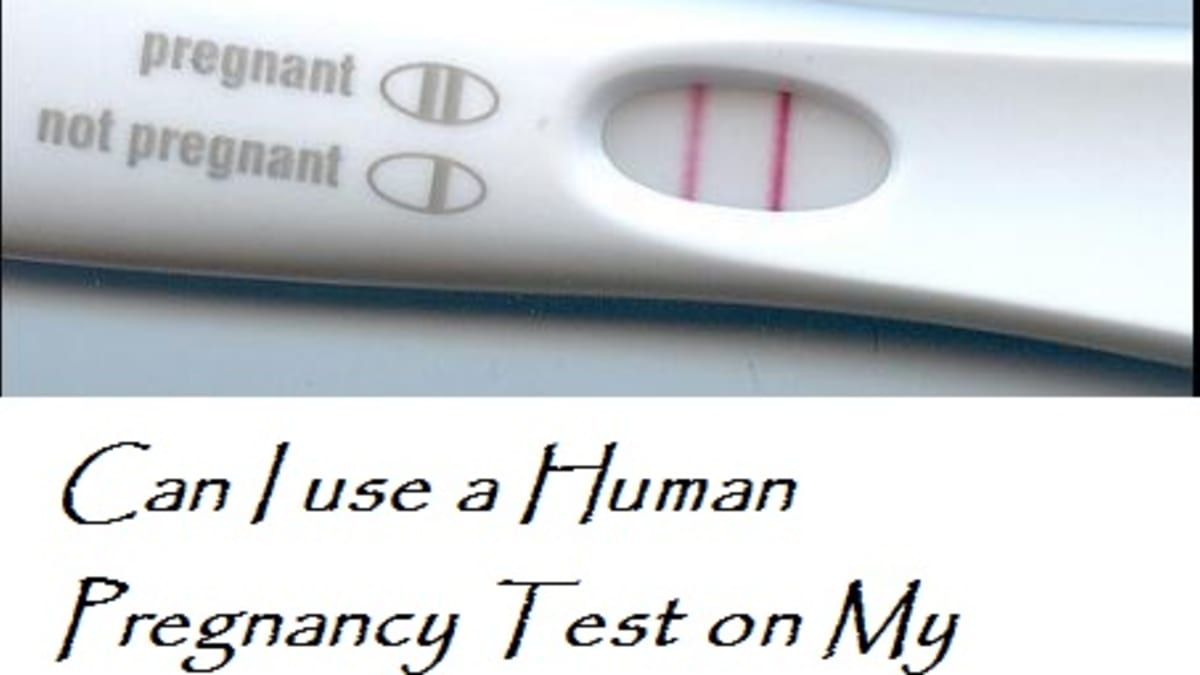 Do Human Pregnancy Tests Work For Dogs? - Dog Discoveries