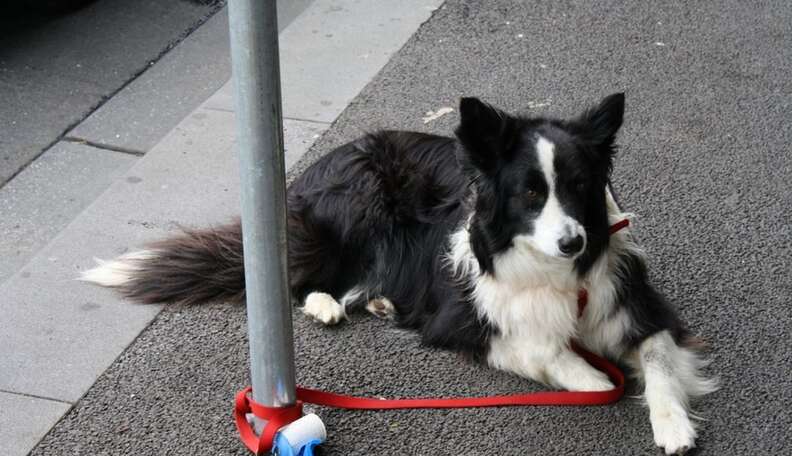 Is It Ok To Tie Your Dog Up Outside A Store? - The Dodo