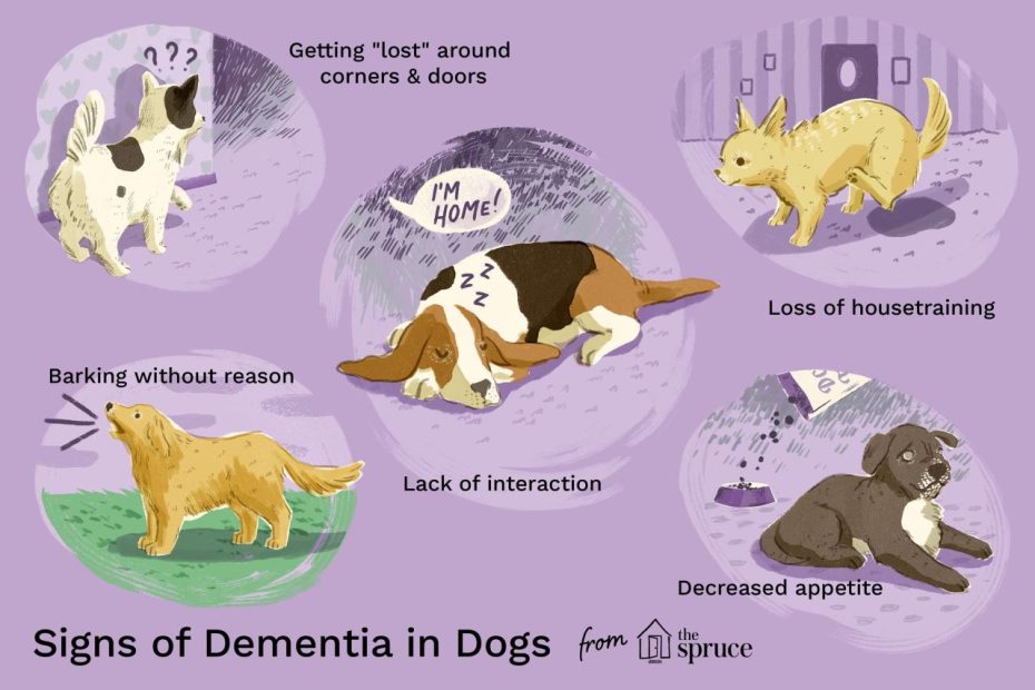 Senior Dementia In Dogs